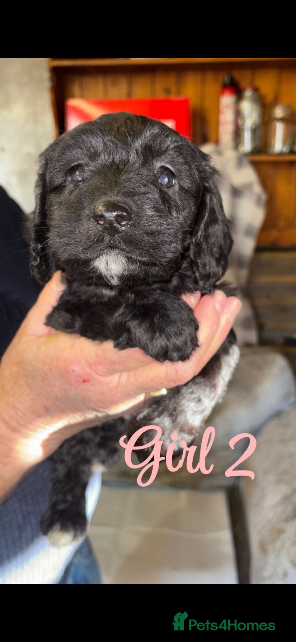 Cockapoo dogs Cockapoo pups  - Advert 1