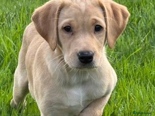 Labrador Retriever dogs Beautiful KC Registered Labrador Puppies - Advert 5