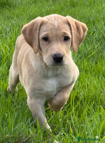 Labrador Retriever dogs Beautiful KC Registered Labrador Puppies - Advert 8