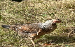 Chickens poultry for sale: Chicks for sale - Image 3