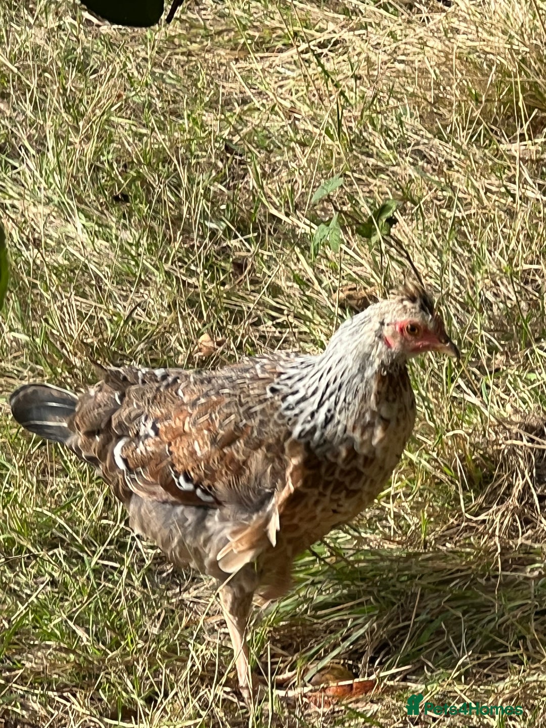Chickens poultry for sale: Chicks for sale - Image 3