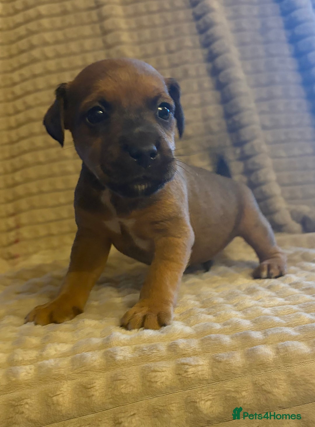 Mixed Breed dogs for sale: 6 Lakeland x Russell puppies  - Advert 15