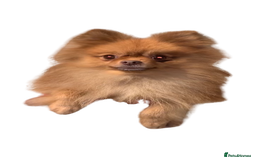 Pomeranian dogs for sale: 1 Male Pomeranian Puppy Left‼️ - Advert 8