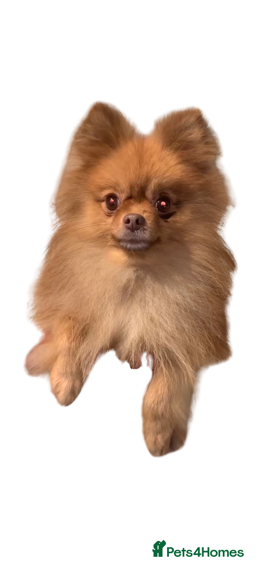 Pomeranian dogs for sale: 1 Male Pomeranian Puppy Left‼️ - Advert 8