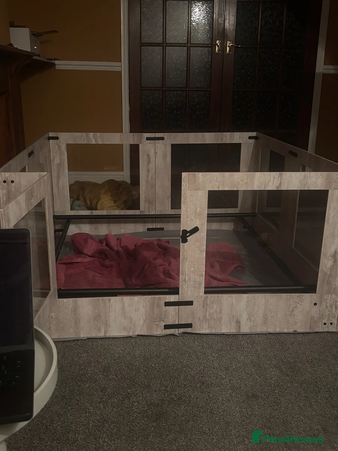 Dalmatian dogs for sale: 13 KC registered Dalmatian puppies  - Advert 2