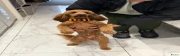 Toy Poodle dogs for stud: Stunning Red KC Toy Poodle Carlos for stud  - Advert 2