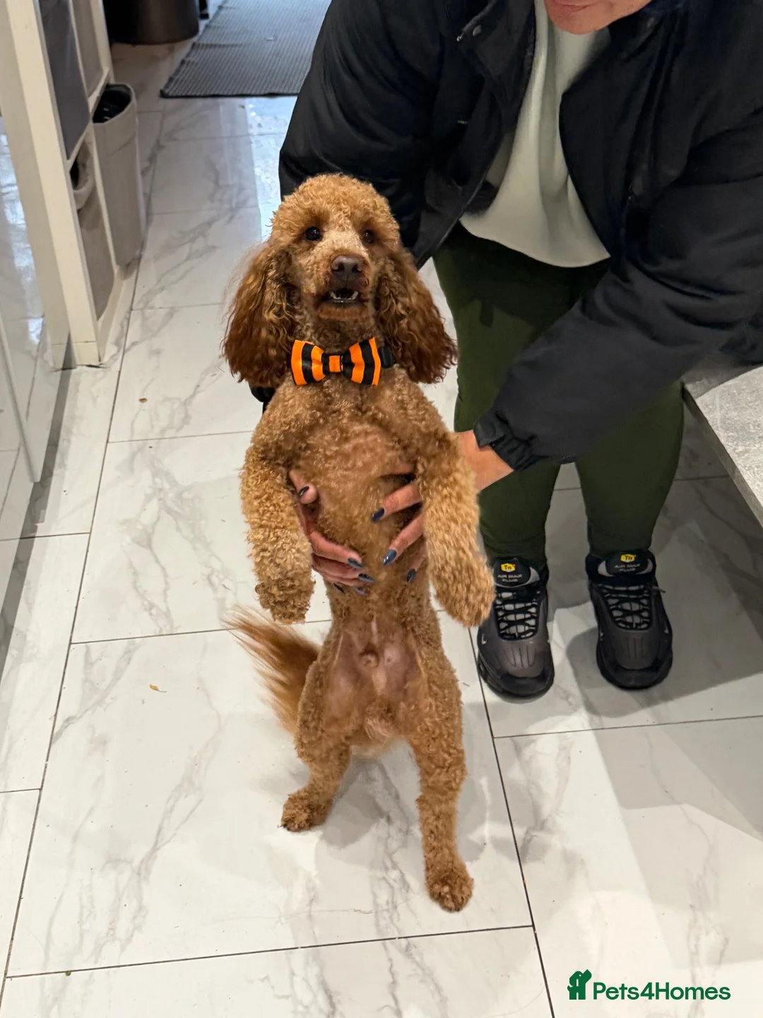 Toy Poodle dogs for stud: Stunning Red KC Toy Poodle Carlos for stud  - Advert 2