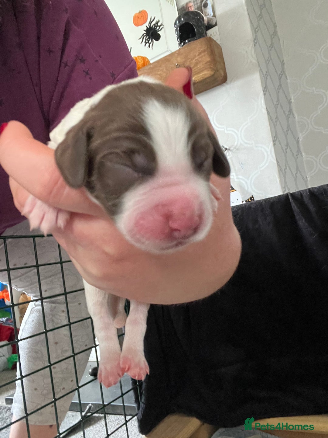 English Springer Spaniel dogs for sale: 6 gorgeous KC reg ESS puppies  - Image 16