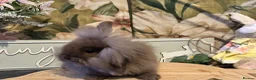 Mini Lion Lop rabbits for sale: Mini lion lop and lion head babies  - Advert 11