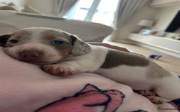 Miniature Dachshund dogs for sale: Long/short hair miniature dashound  - Image 2