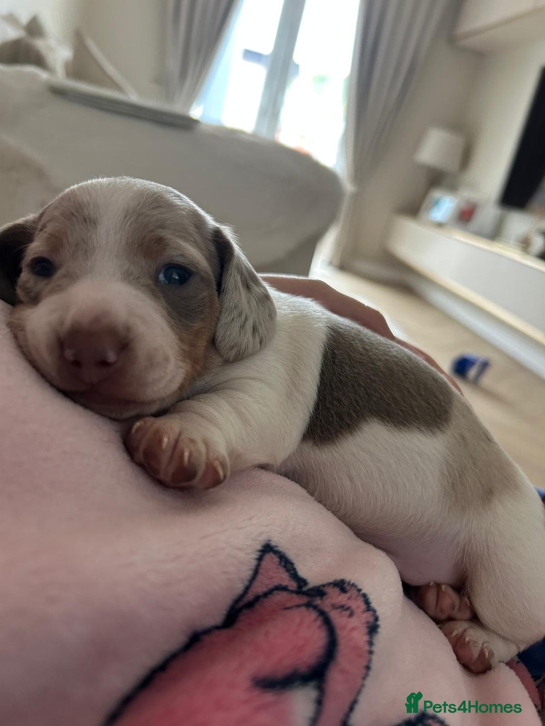 Miniature Dachshund dogs for sale: Long/short hair miniature dashound  - Image 2