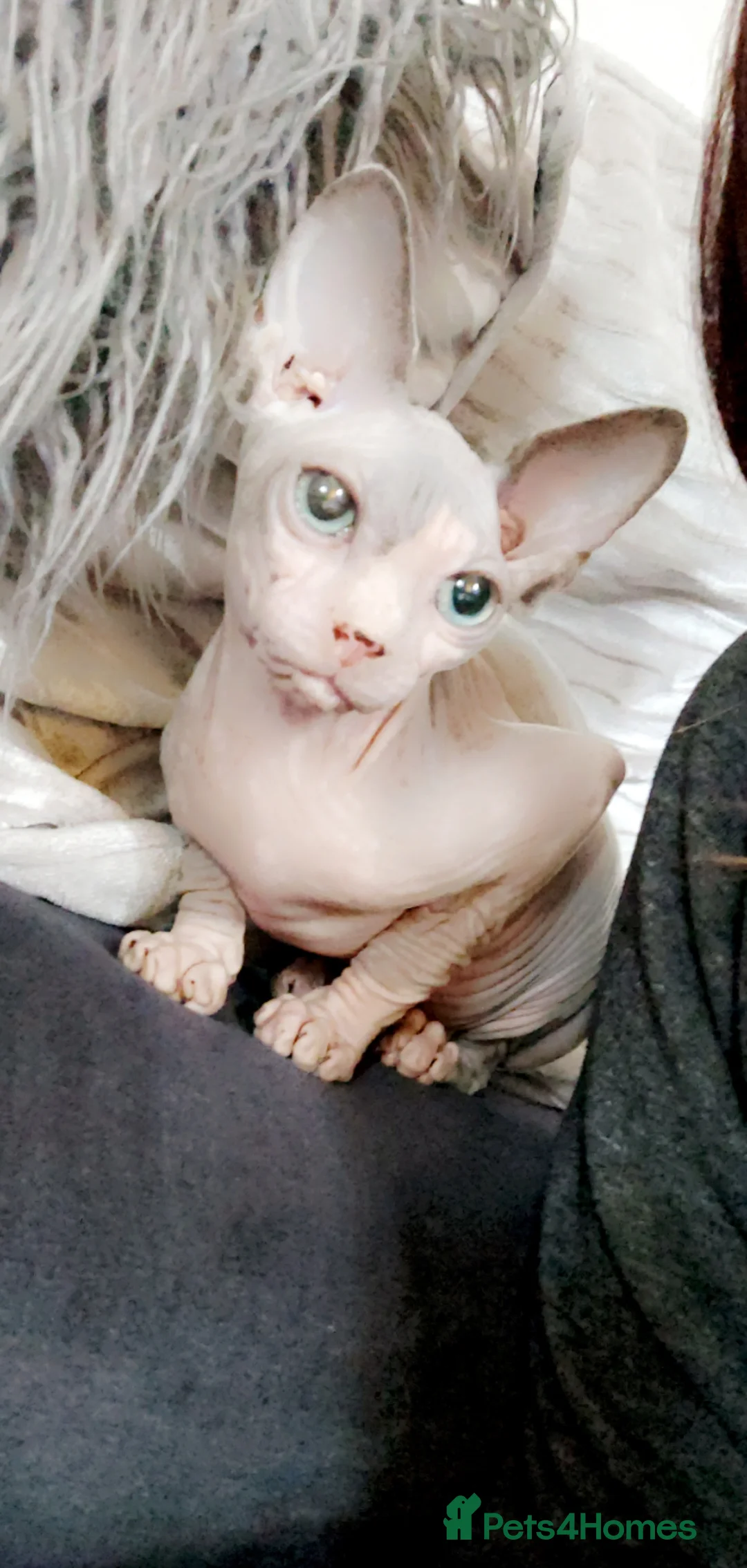 Sphynx cats for sale: Female sphynx available  - Advert 3