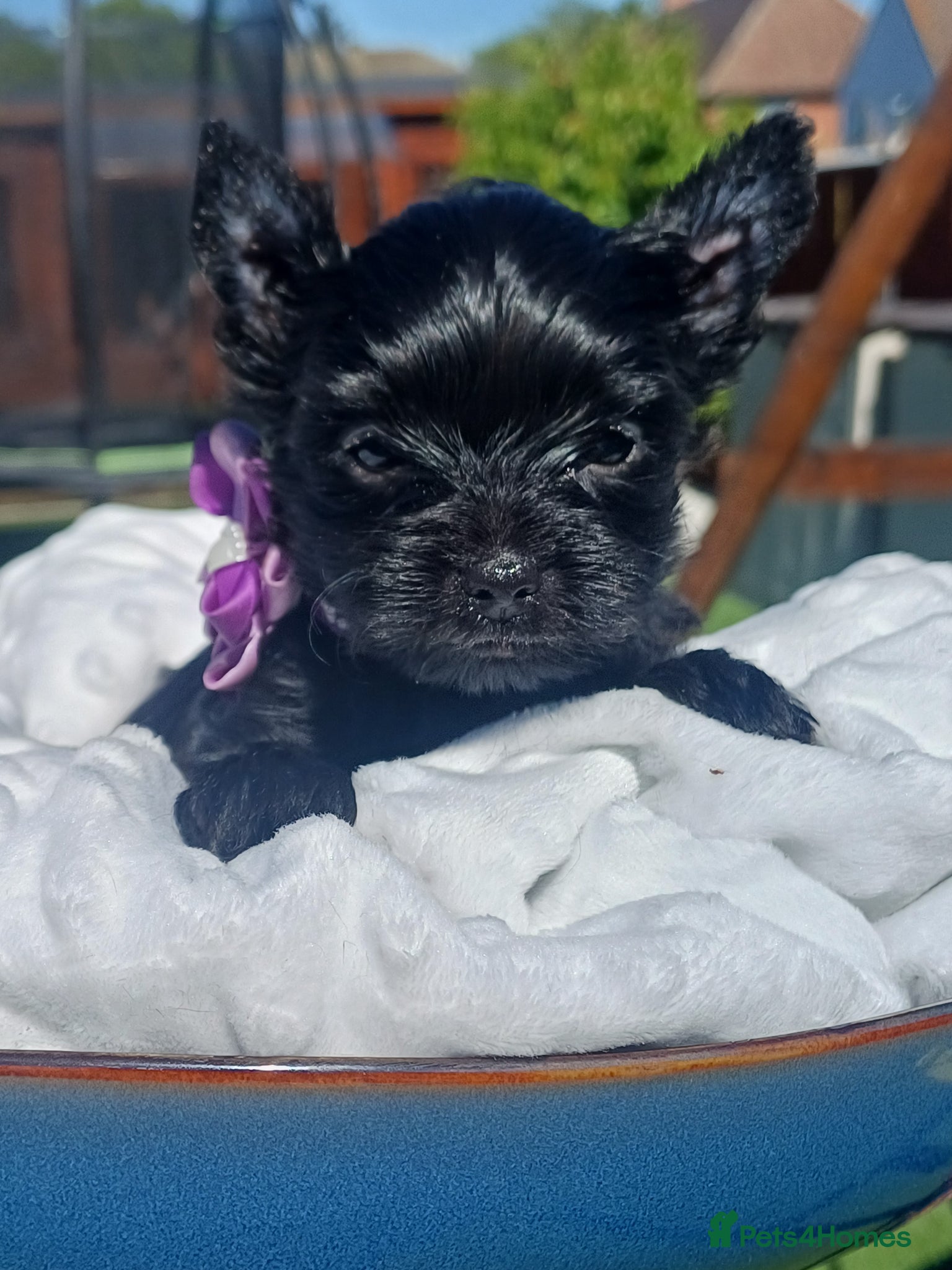 Yorkshire Terrier dogs Beautiful Rare Black Mini Yorkshire Terrier  - Advert 4