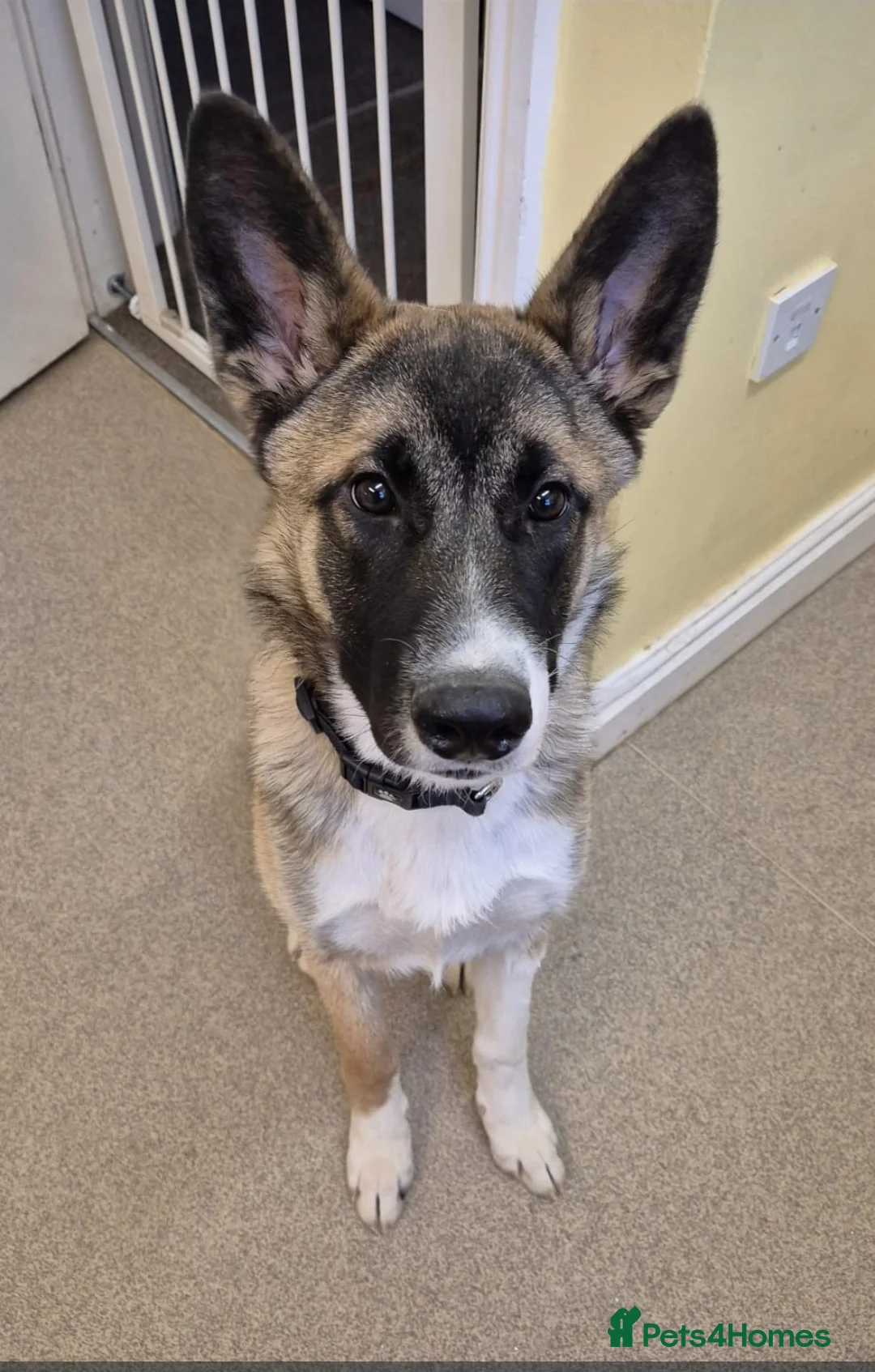 Mixed Breed dogs for sale: Lulu needs a new home - Advert 2