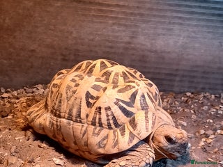 Tortoise reptiles MALE INDIAN STAR TORTOISE - Advert 11