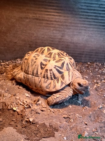 Tortoise reptiles - Advert 1