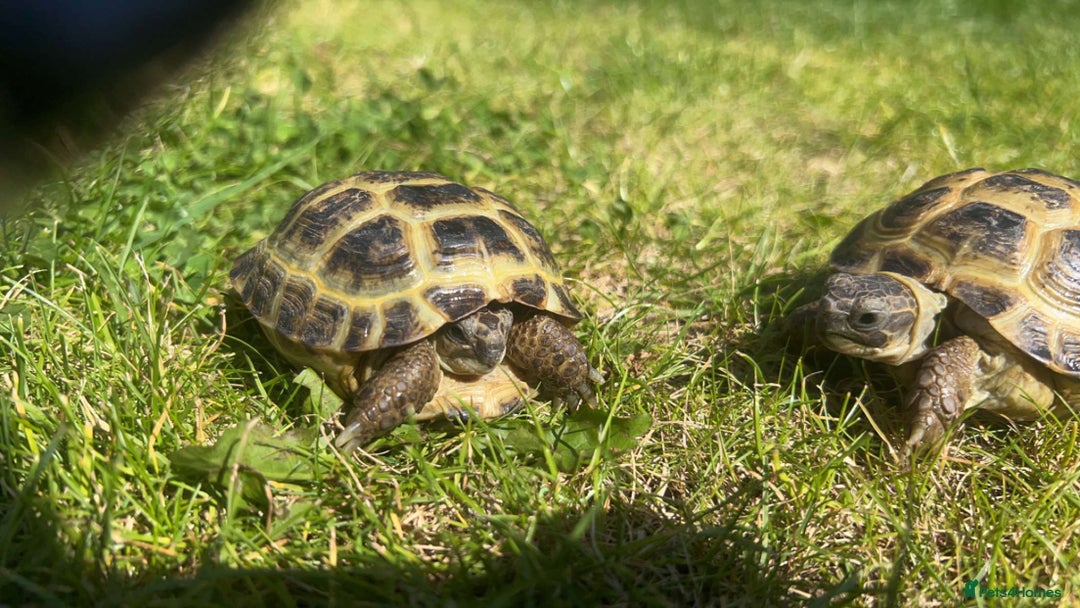 Tortoise reptiles for sale: Horsefield tortoises - Image 5