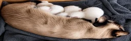 Siamese cats for sale: 3 Stunning Traditional Applehead Siamese Kittens - Advert 12