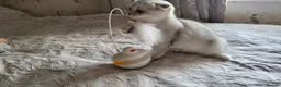 British Shorthair cats for sale: Lovely kittens  - Advert 15