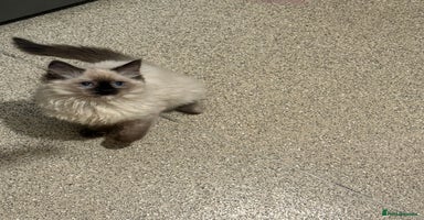 Ragdoll cats 14 week old seal tortie girl  - Advert 5