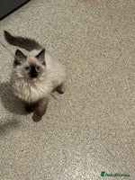 Ragdoll cats 14 week old seal tortie girl - Advert 1