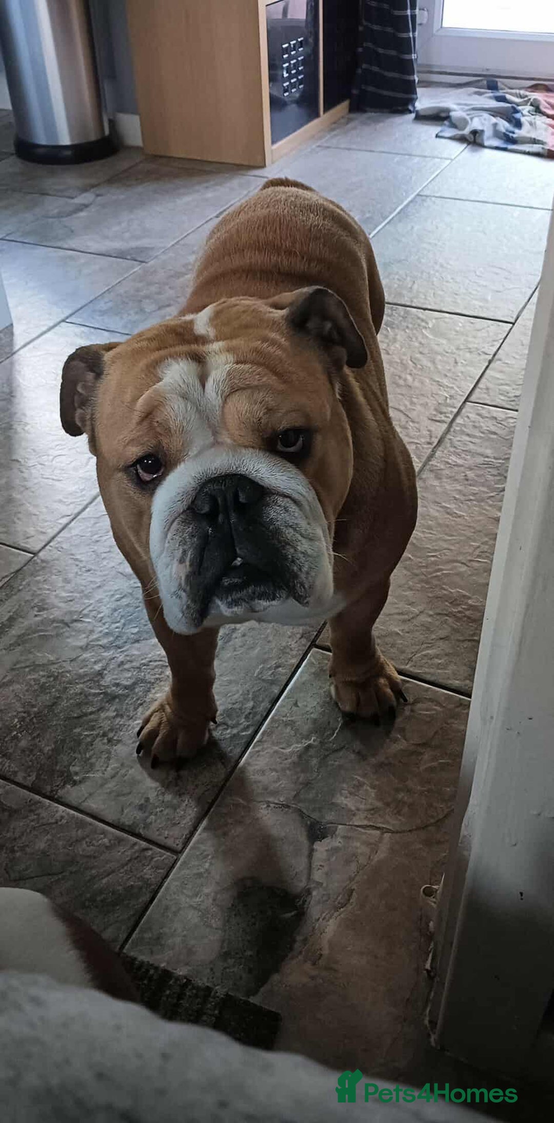 English Bulldog dogs for stud: Harry - Advert 2