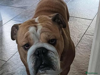 English Bulldog dogs Harry - Advert 1