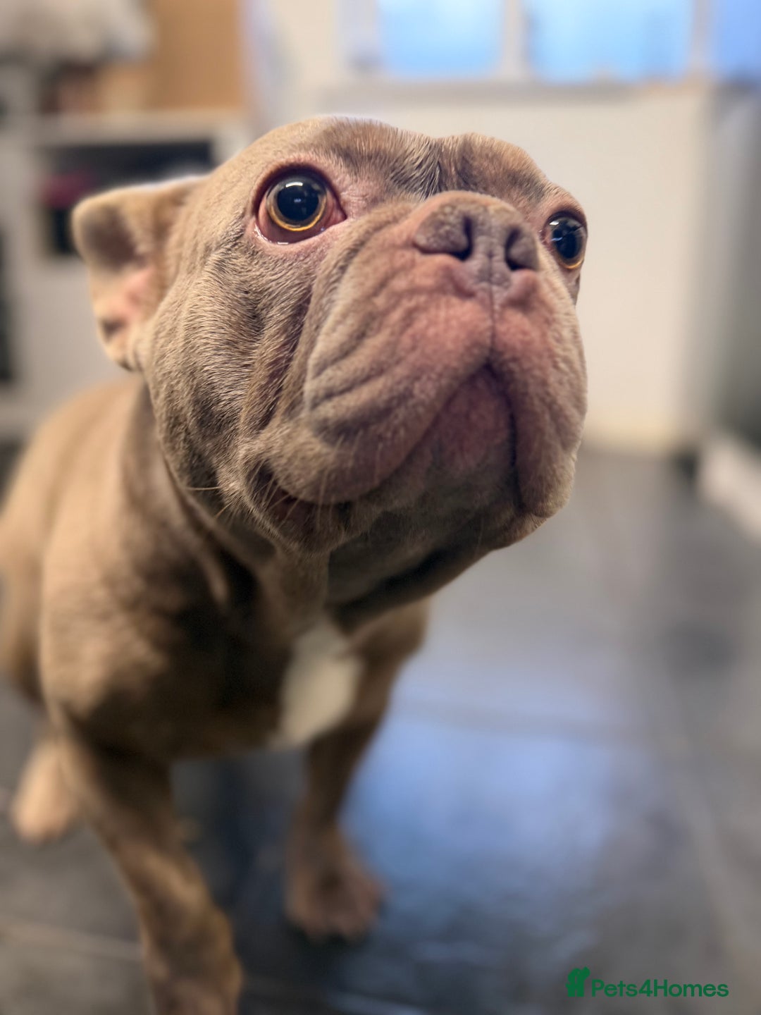 French Bulldog dogs for stud: PETER PAN STUD - Advert 8