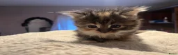 Mixed Breed cats for sale: Beautiful longhair kittens for sale  - Advert 11