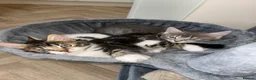 Mixed Breed cats for sale: 4 beautiful kittens  in Halesowen - Advert 6