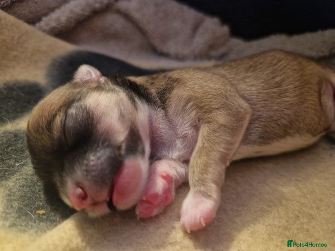 Chihuahua dogs for sale: Beautiful chihuahua girl - Advert 11