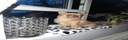 Chihuahua dogs for stud: Apple head chihuahua  - Advert 4