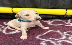 Saluki dogs for sale: Beautiful Saluki (new updated photos)  - Image 34