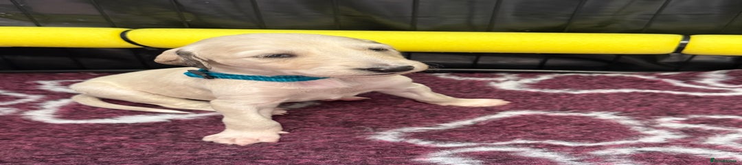 Saluki Puppy 7