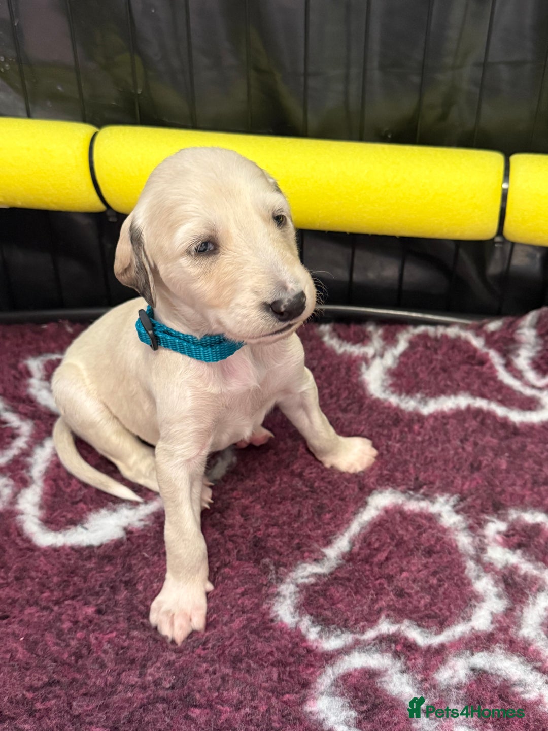 Saluki dogs for sale: Beautiful Saluki (new updated photos)  - Image 34