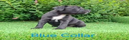 Staffordshire Bull Terrier dogs for sale: Classic Staffordshire Bull Terrier Puppies  - Advert 1
