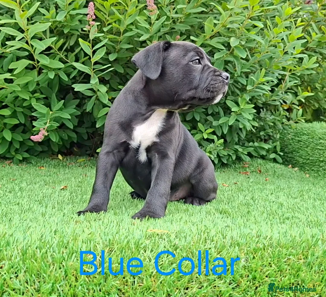 Staffordshire Bull Terrier dogs for sale: Classic Staffordshire Bull Terrier Puppies  - Advert 1