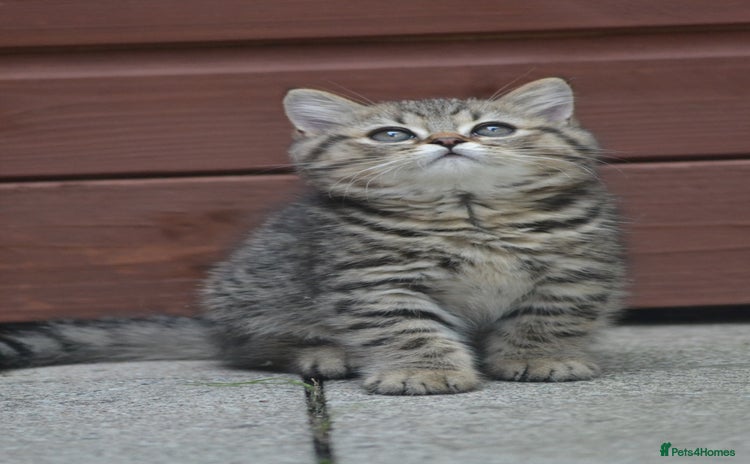British Shorthair cats - Advert 3