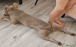 French Bulldog dogs for sale: Loving home required. - Image 7