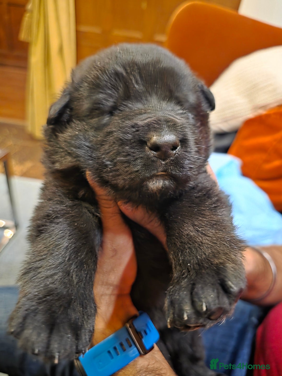 German Shepherd dogs for sale: Rare All-Black GSD Girls - Parents Owned & Present - Advert 21