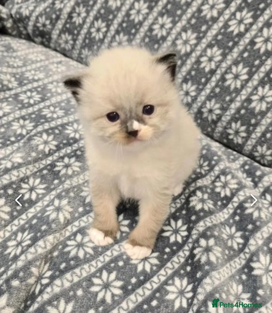 Ragdoll cats for stud: Blue Point Champion Line GCCF Registered Stud in Maidstone - Advert 10