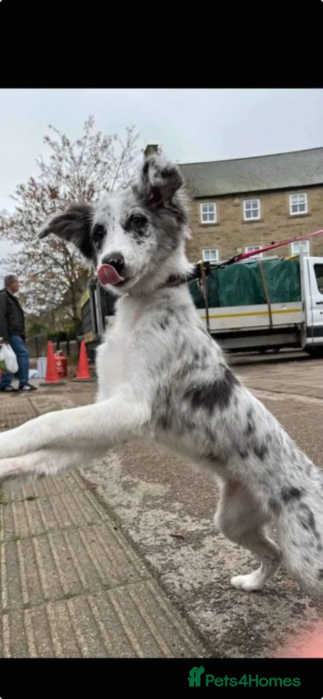 Border Collie dogs for stud: Proven pure bred tri coloured merle collie stud in Fakenham - Advert 32
