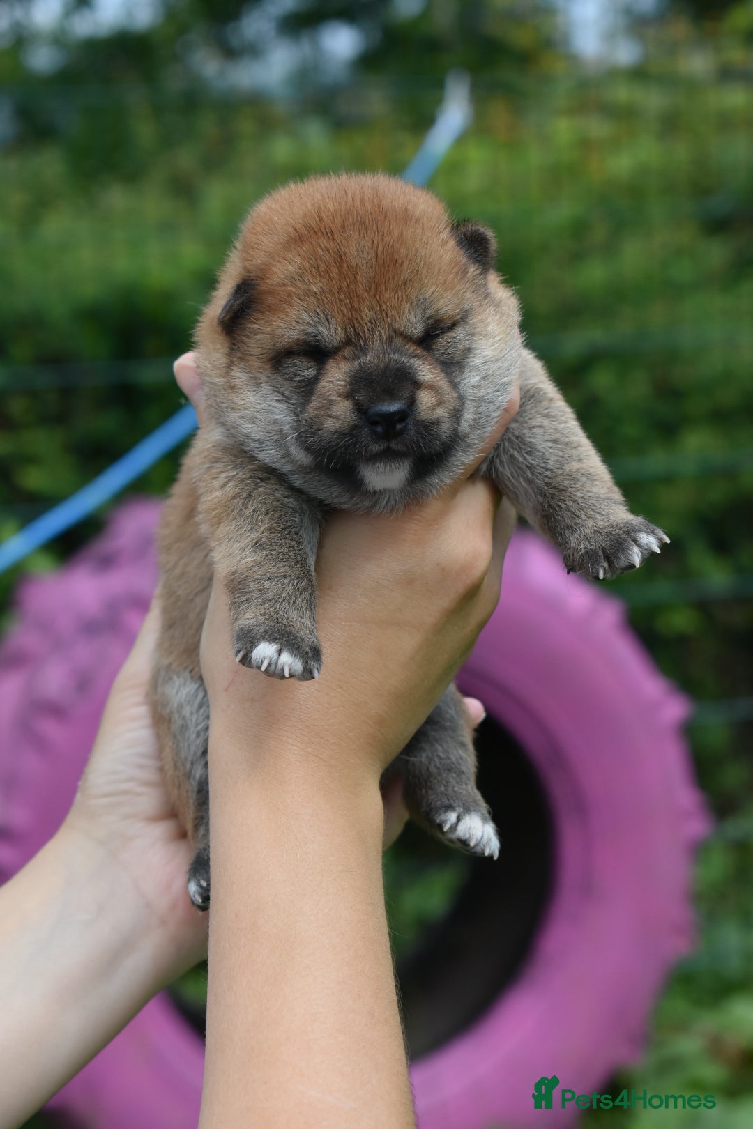 Japanese Shiba Inu dogs for sale: Beautiful Japanese Shiba Inu Puppies - Image 32