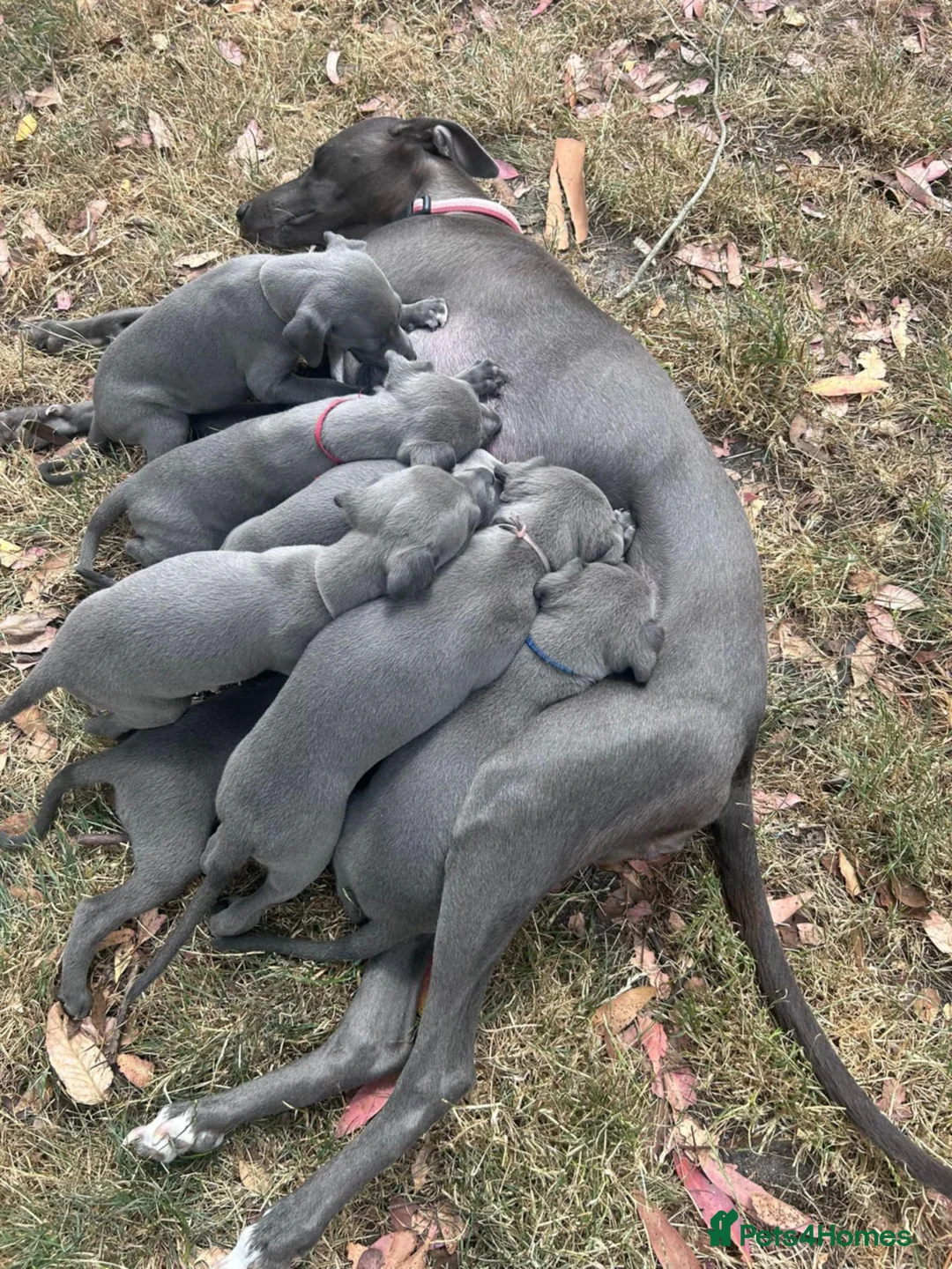 Whippet dogs for stud: BLUE PEDIGREE KC REGISTERED WHIPPET AT STUD in Salisbury - Advert 2