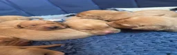 Labrador Retriever dogs for sale: Two beautiful fox red Labrador puppies  - Advert 15