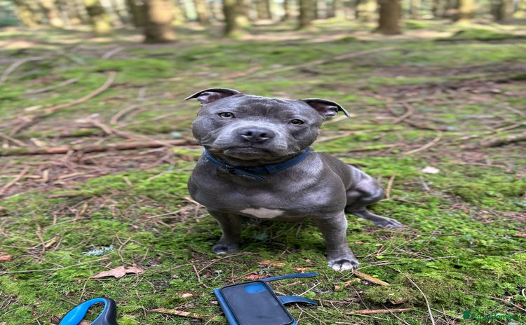 Staffordshire Bull Terrier dogs - Advert 1