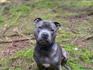 Staffordshire Bull Terrier dogs - Advert 10