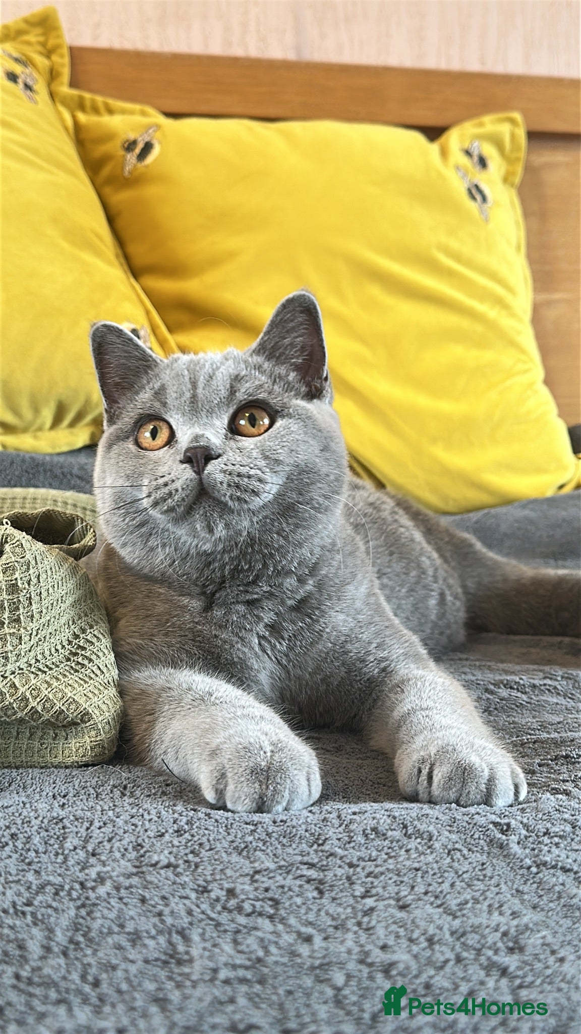 British Shorthair cats Gccf registered kittens  - Advert 2