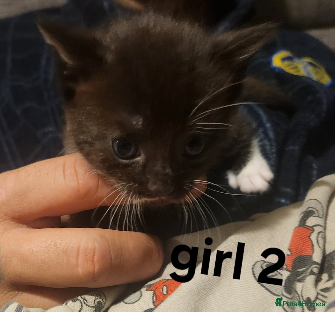Mixed Breed cats for sale: Mixed bread kittens - Image 8