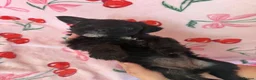 Mixed Breed dogs for sale: SHIH TZU × JACK RUSSELL PUPS— READY NEXT WEEK!  - Advert 4